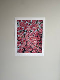 Cherry Blossom ~ Print